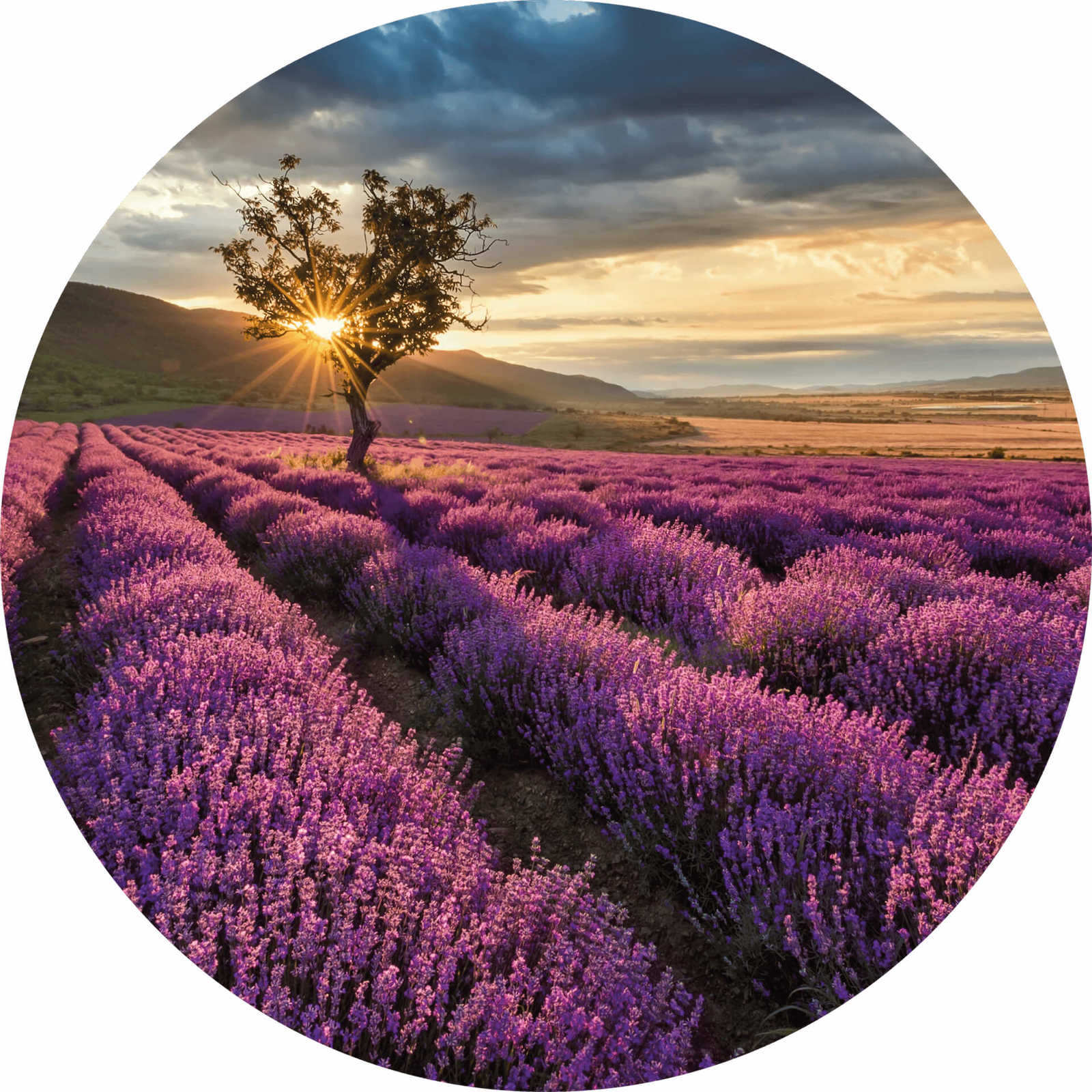         Fototapete rund Lavendelfeld in der Provence
    