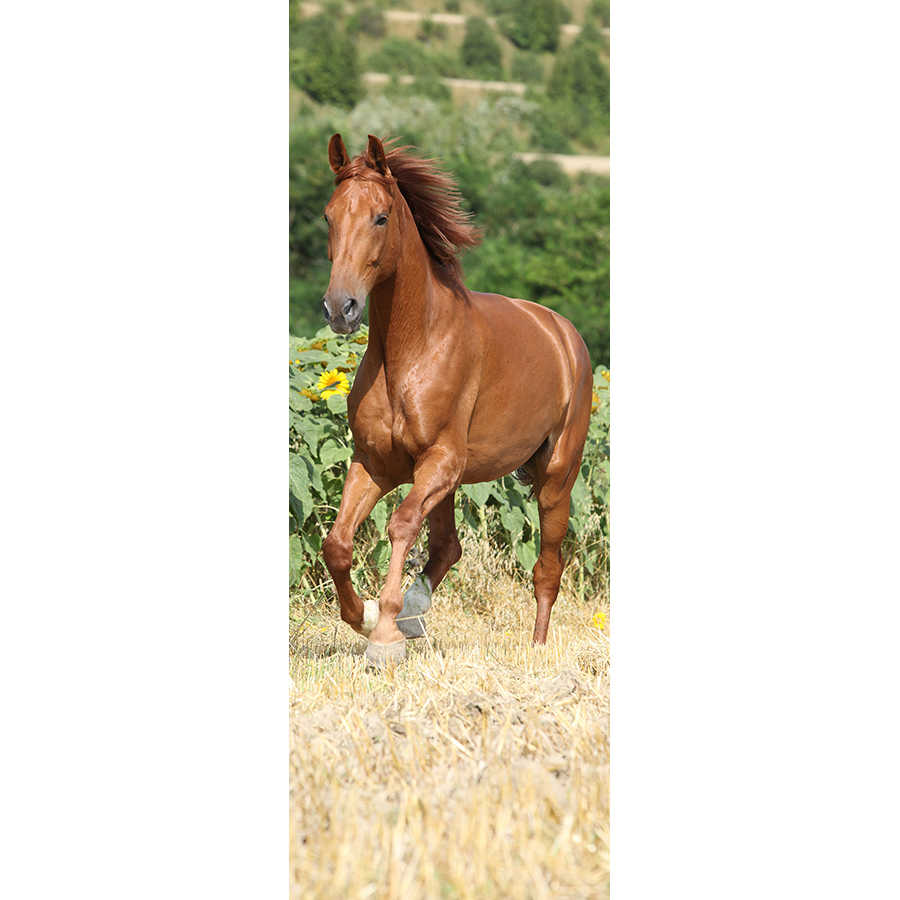         Tier Fototapete galoppierendes Pferd auf Premium Glattvlies
    