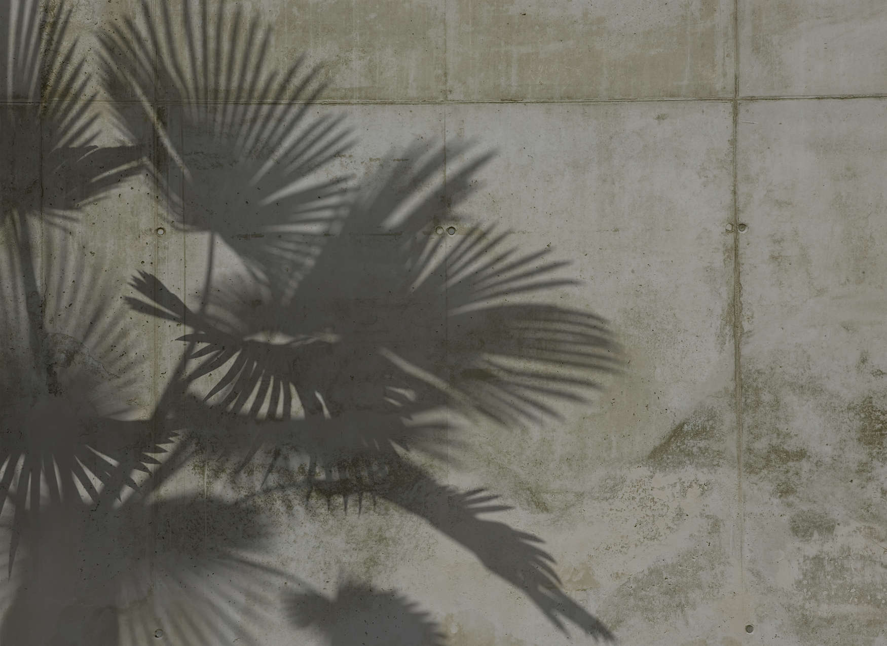             Fototapete Schatten von Palmenblättern auf Betonwand – Grau
        