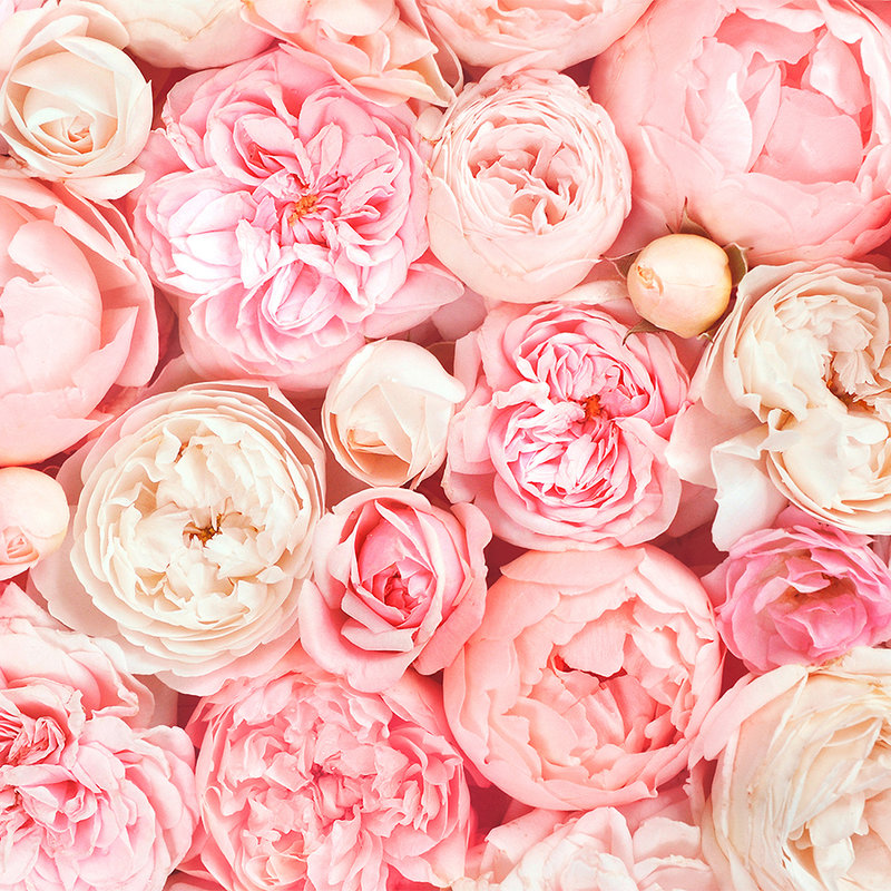 Fototapete mit Rosen Motiv – Rosa, Weiß, Creme
