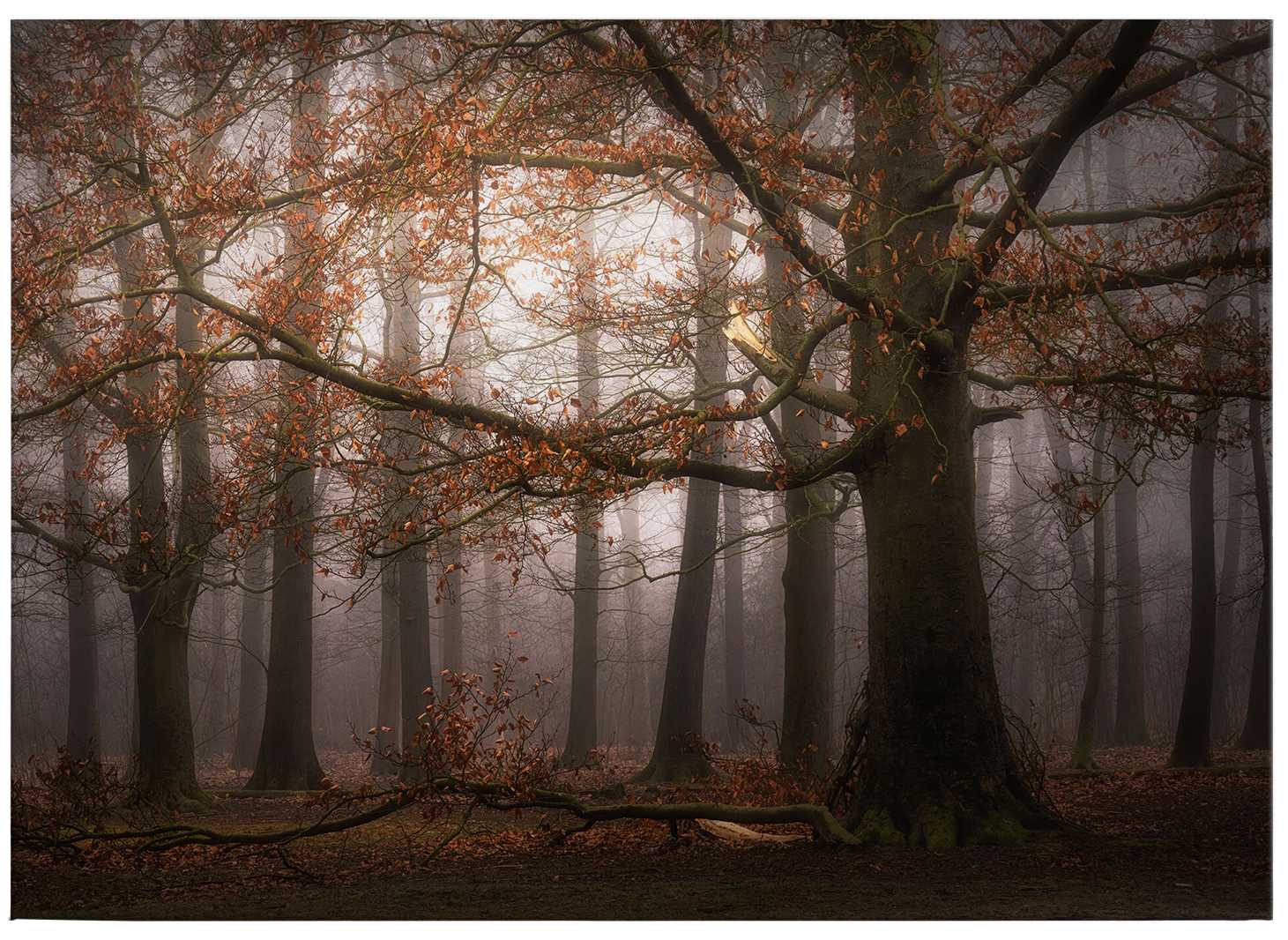             Leinwandbild mit Blätterwald im November von Digemans – 0,70 m x 0,50 m
        