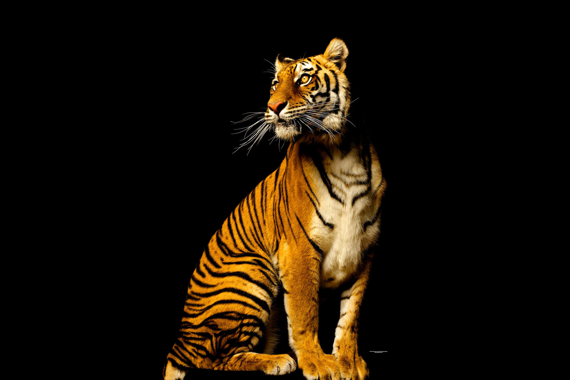             Tiger Fototapete vor schwarzem Hintergrund auf Premium Glattvlies
        