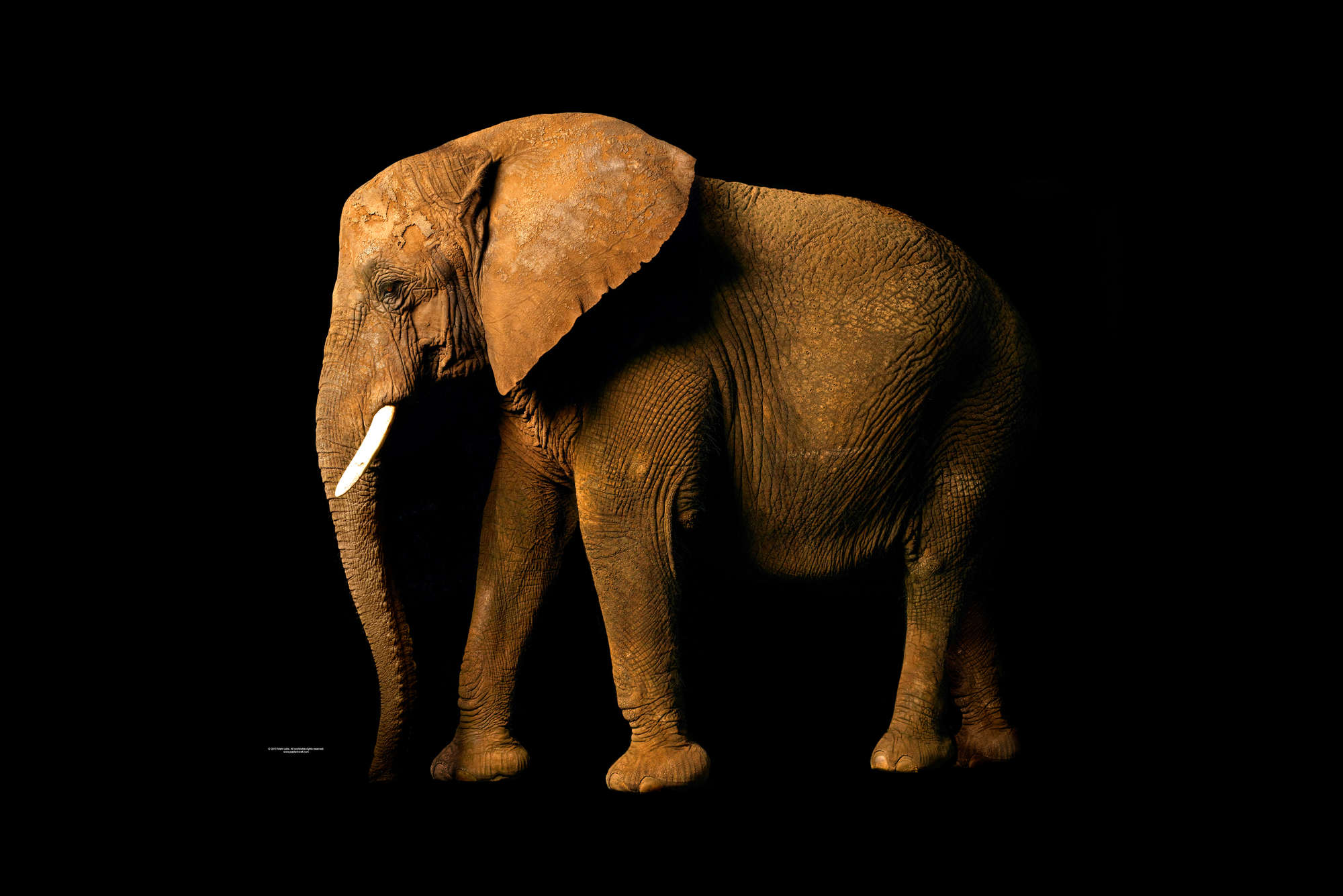             Elefant – Fototapete mit Tier-Portrait
        