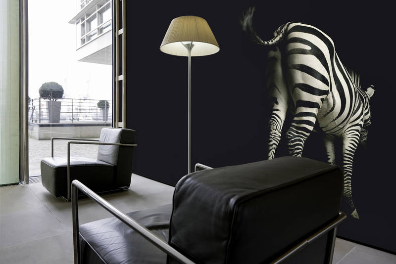             Zebra Fototapete vor schwarzem Hintergrund auf Premium Glattvlies
        