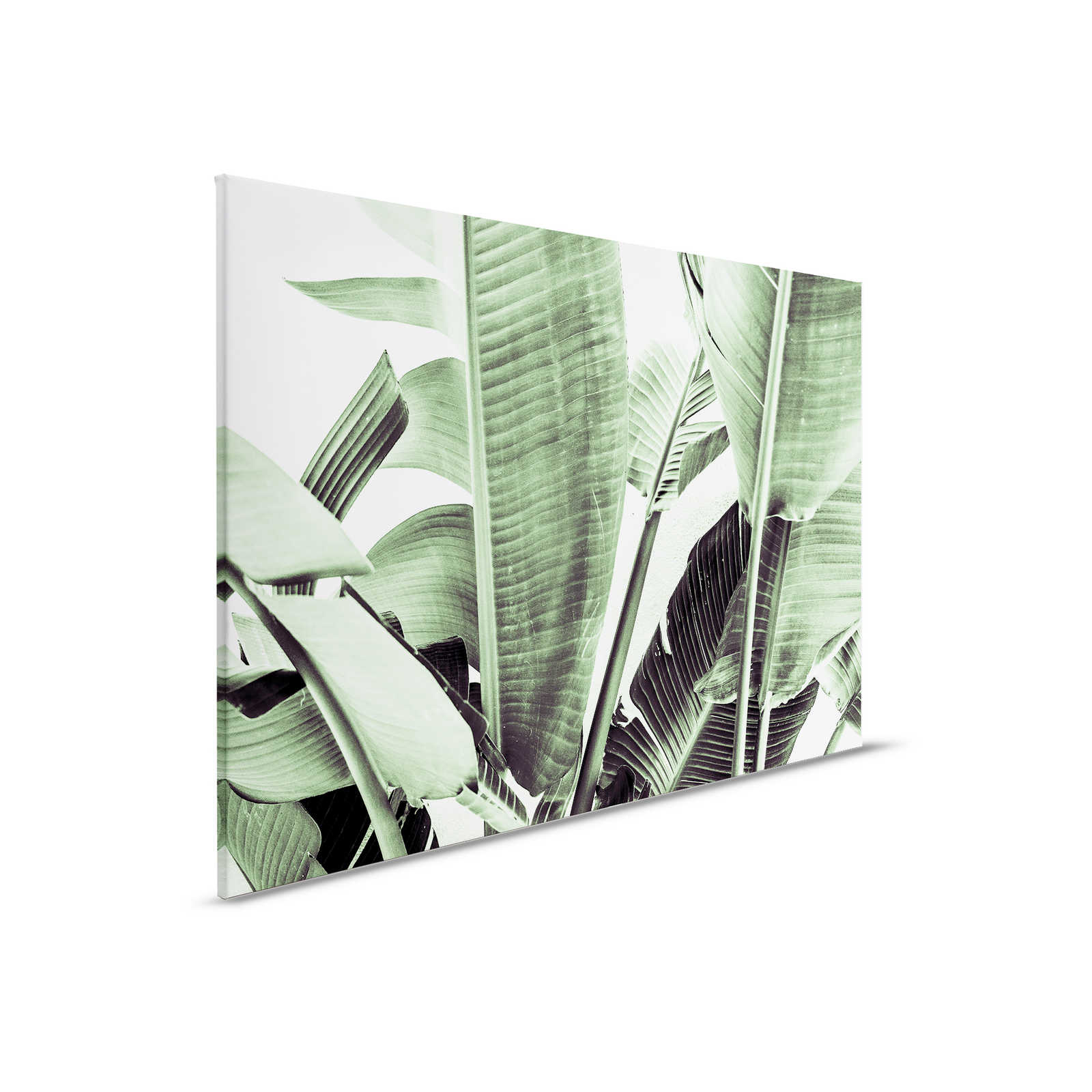             Leinwandbild Detailaufnahme von Palmenblättern – 0,90 m x 0,60 m
        