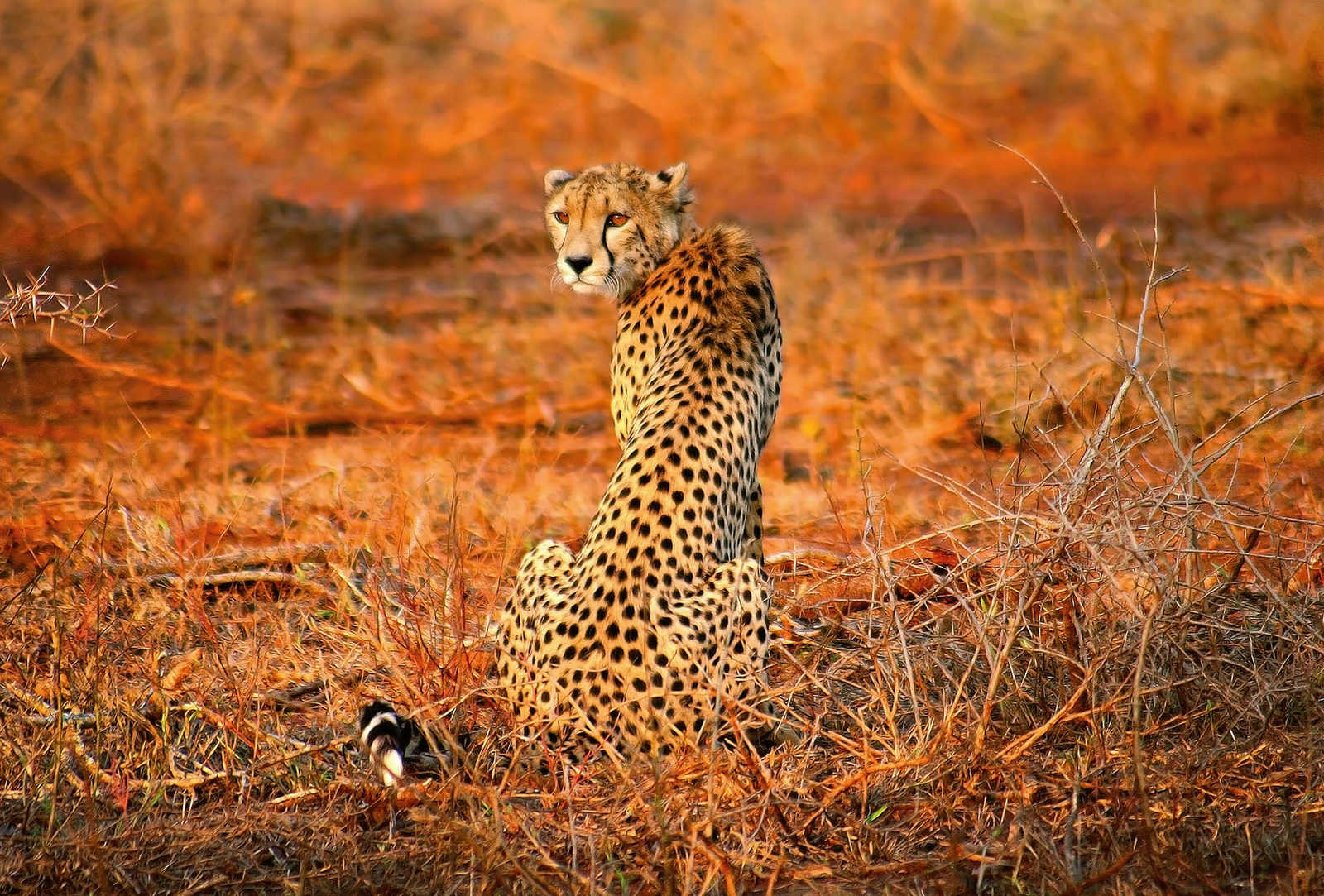         Fototapete Leopard in Natur – Gelb, Orange, Schwarz
    