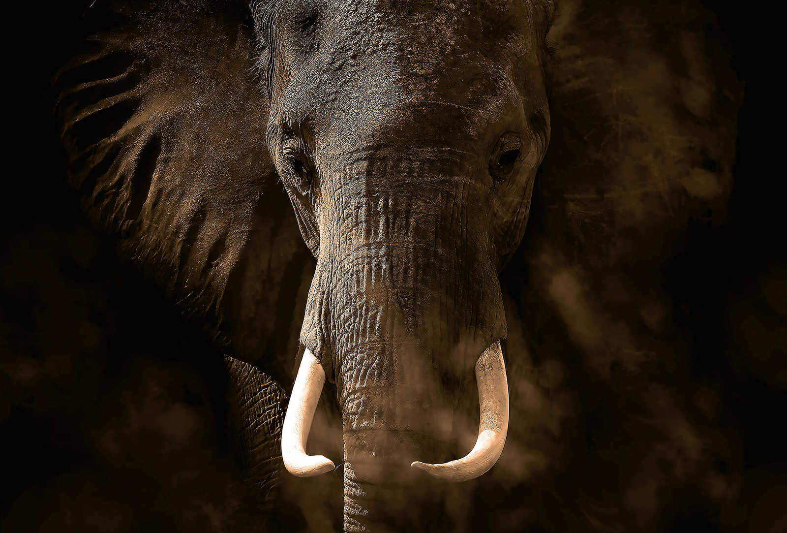 Fototapete Safari Tier Elefant – Grau, Braun, Weiß
