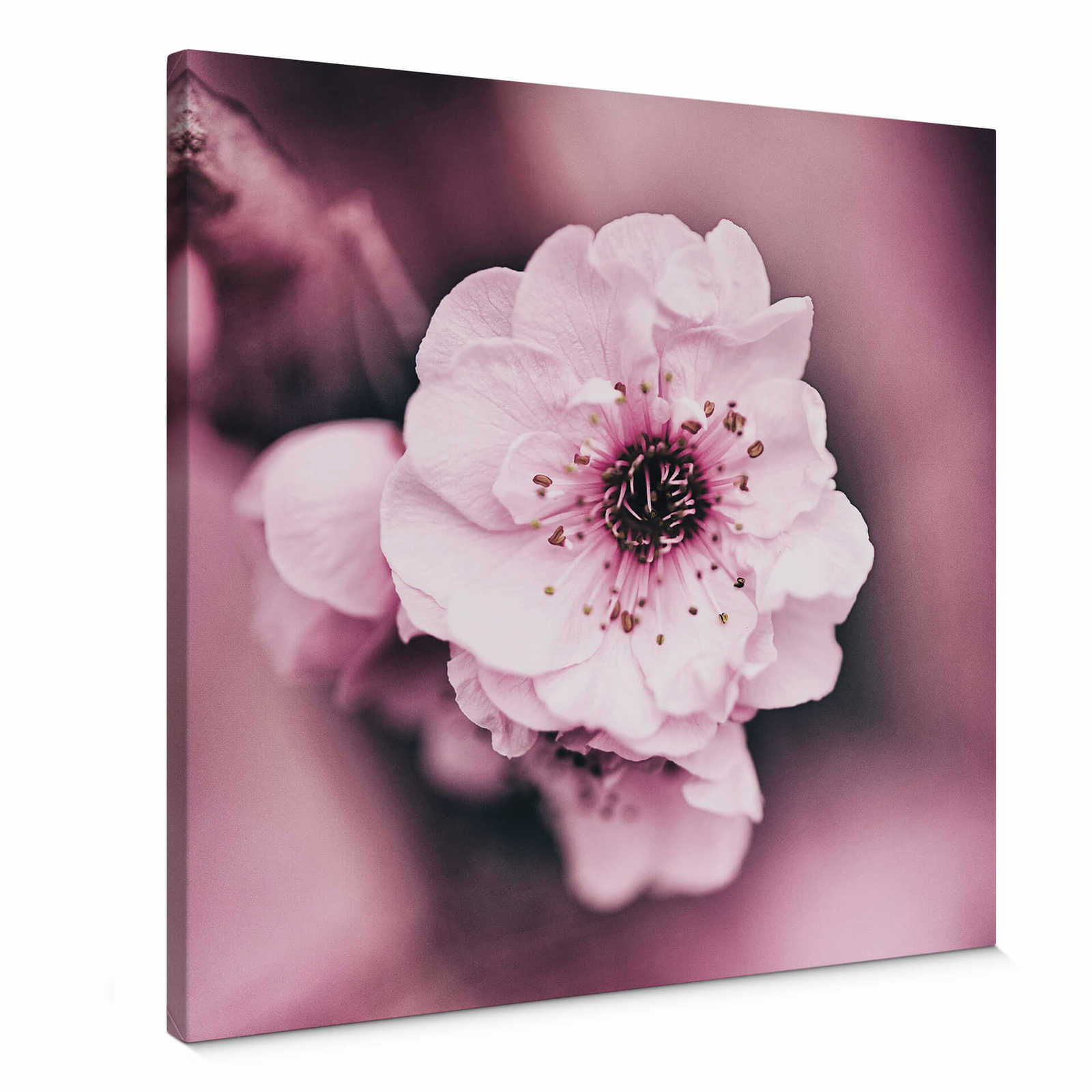         Blumen Leinwandbild rosa Blüten Detailaufnahme – 0,50 m x 0,50 m
    