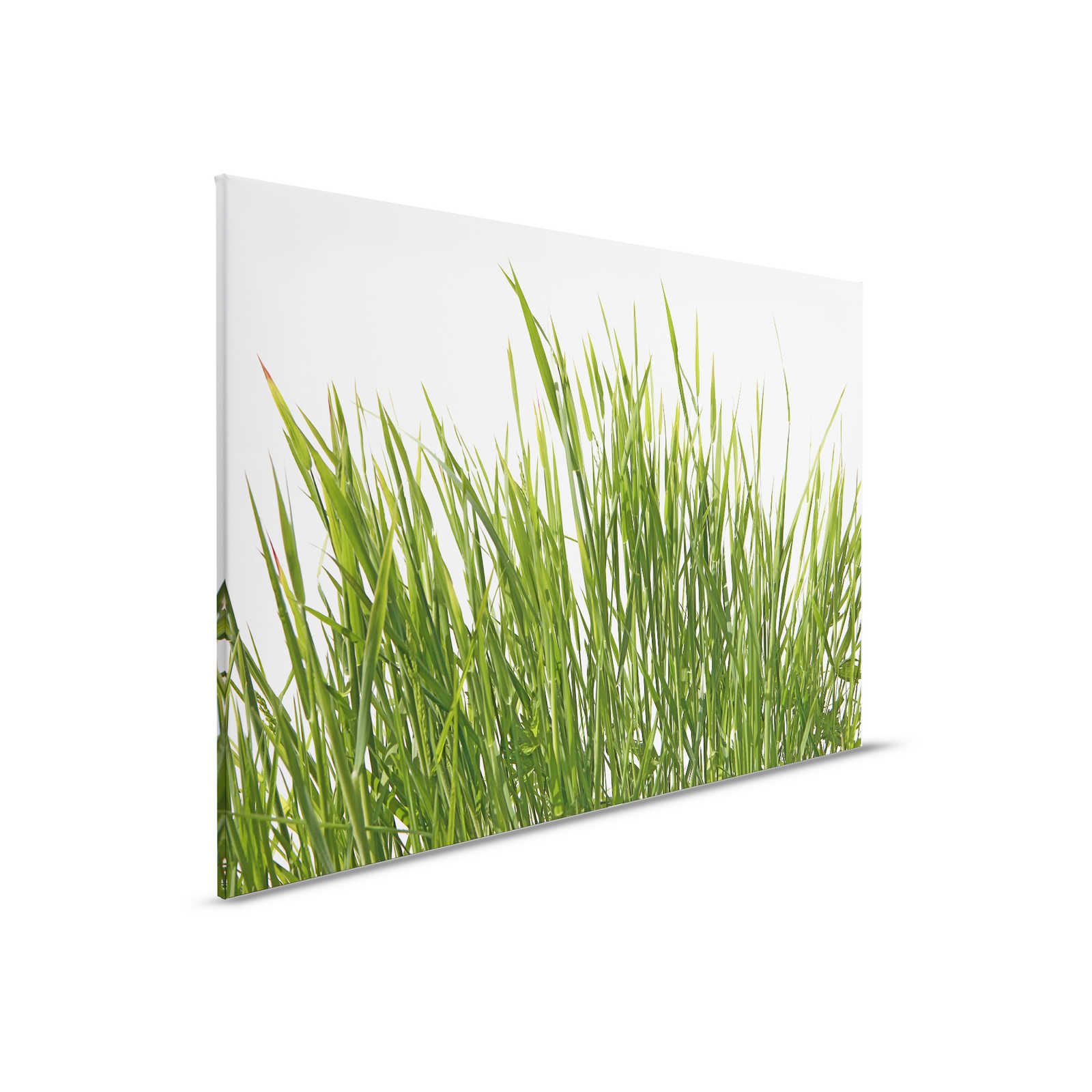 Leinwandbild Gräser Detail mit weißem Hintergrund – 0,90 m x 0,60 m
