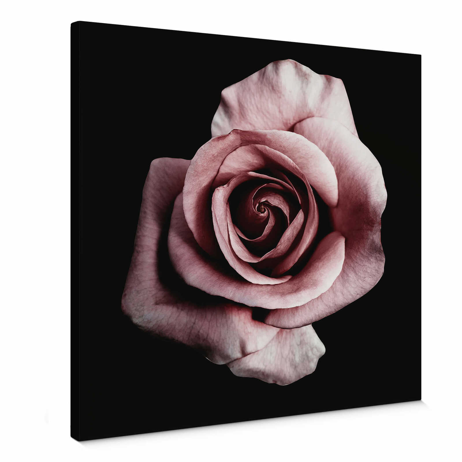         Leinwandbild Rosenblüte romantisches Blütenbild – 0,50 m x 0,50 m
    
