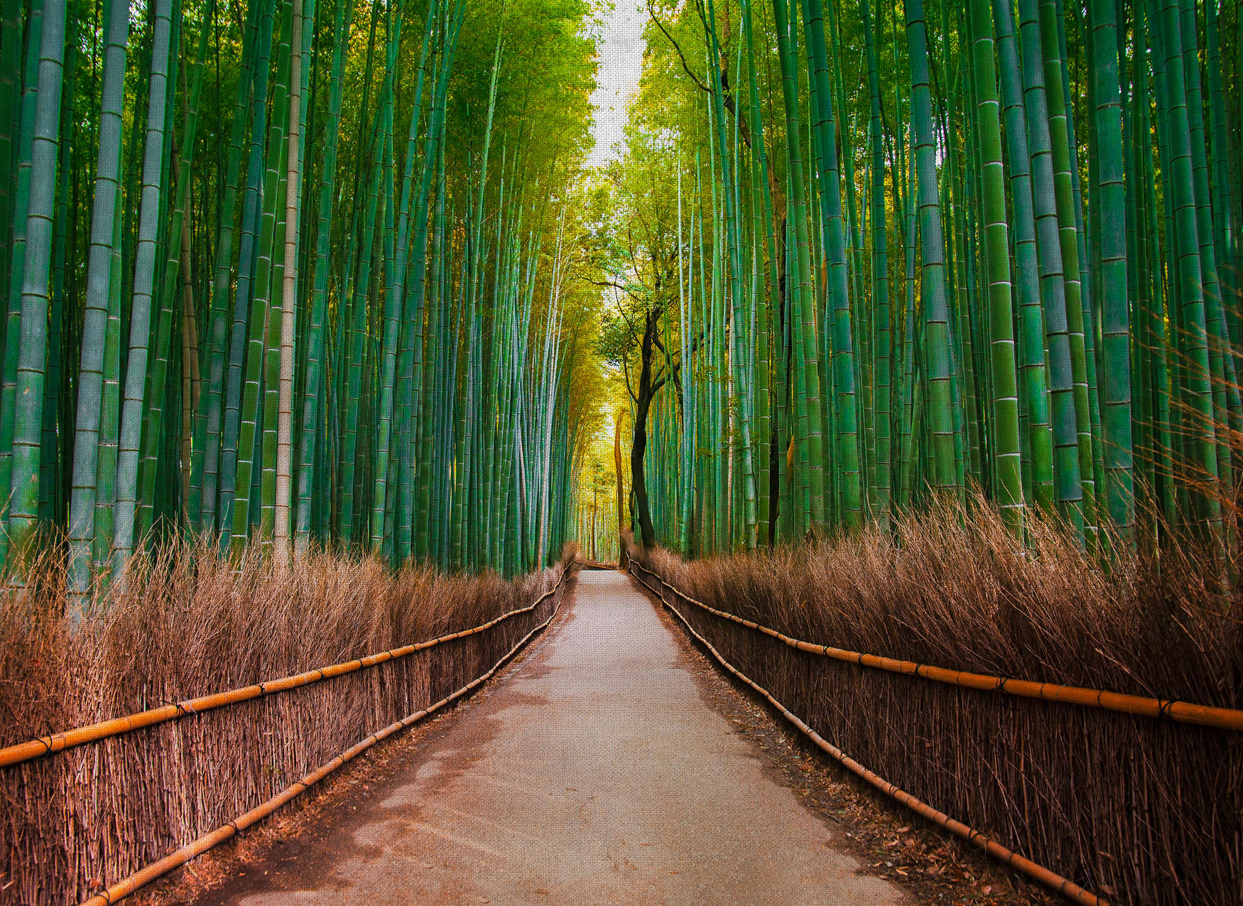             Natürliche Bildmotivtapete mit Bambusweg – Grün, Braun
        