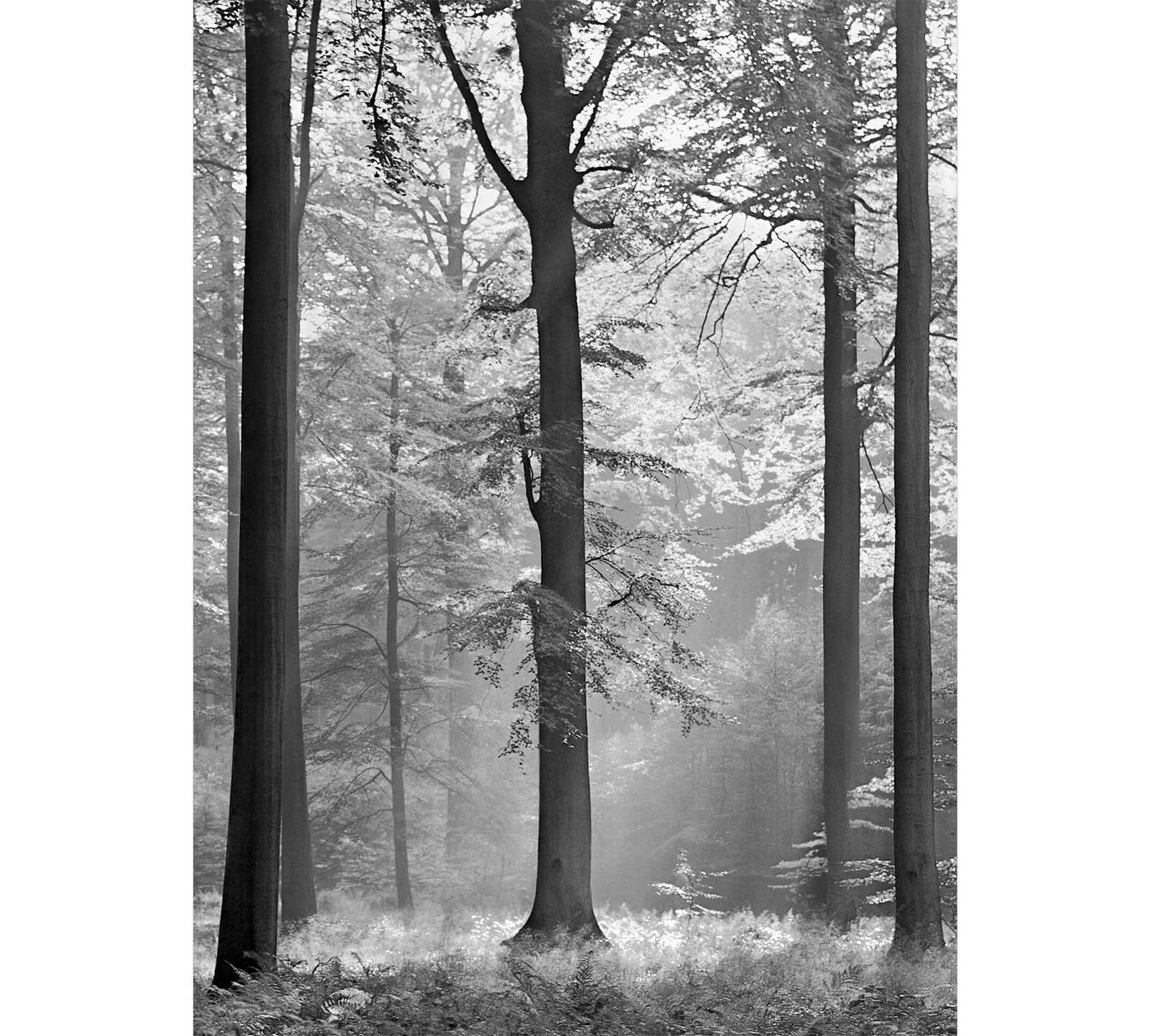 Schwarz-Weiß Fototapete Blätterwald, Hochformat
