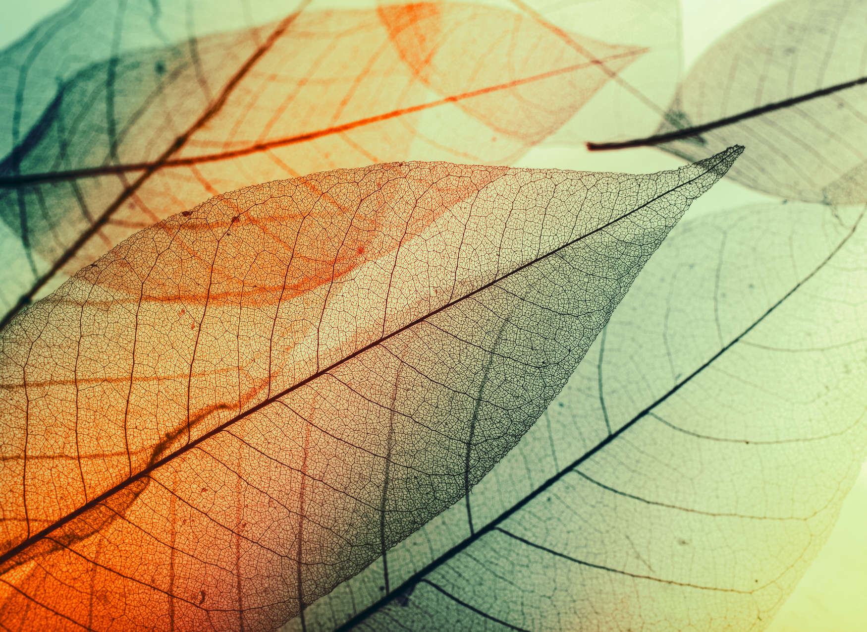             Fototapete mit Blätter-Design – Grün, Orange, Schwarz
        