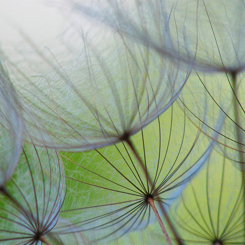 Fototapete Detailaufnahme mit Pusteblumen – Strukturiertes Vlies
