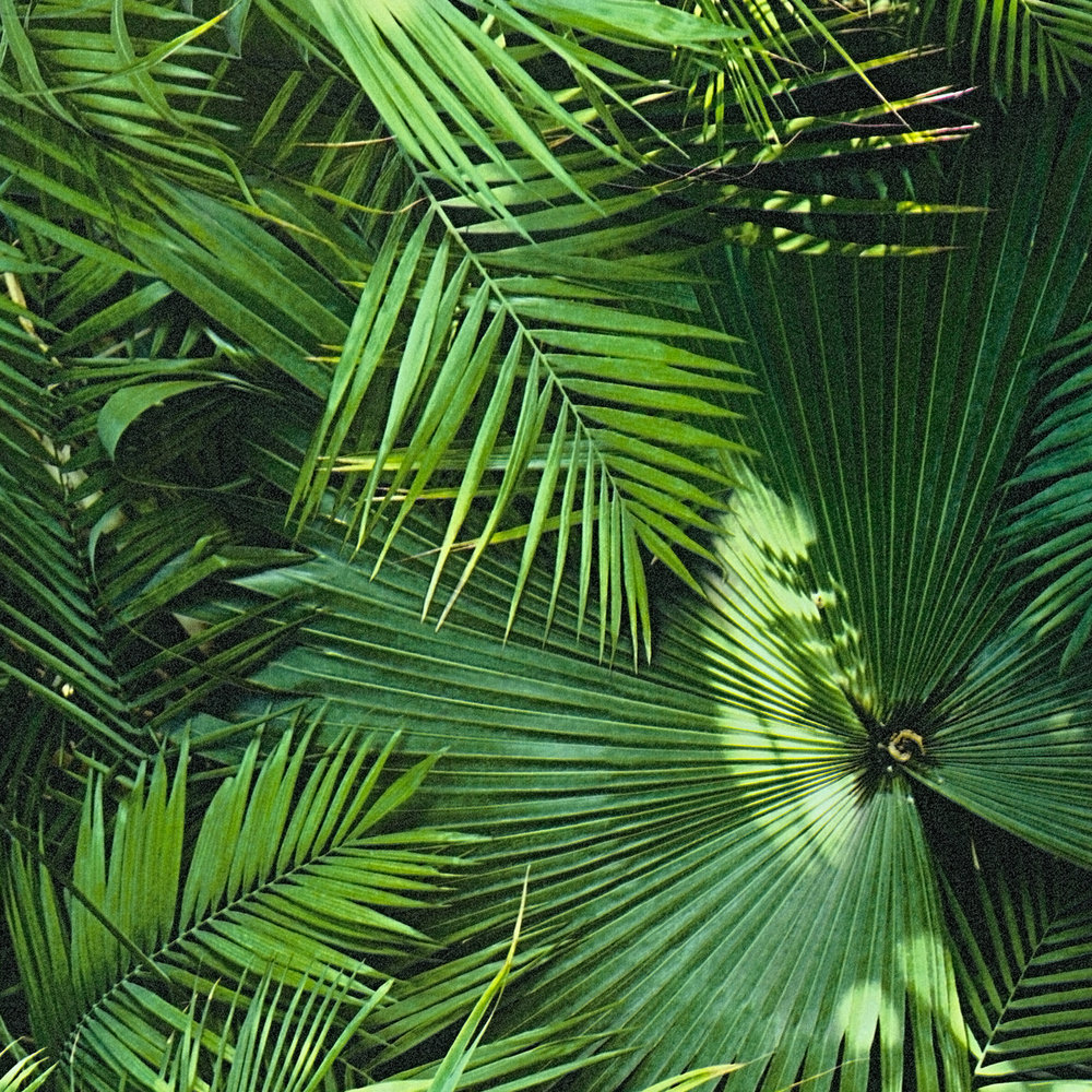             Dschungel Tapete mit tropischen Farnen – Grün, Schwarz
        