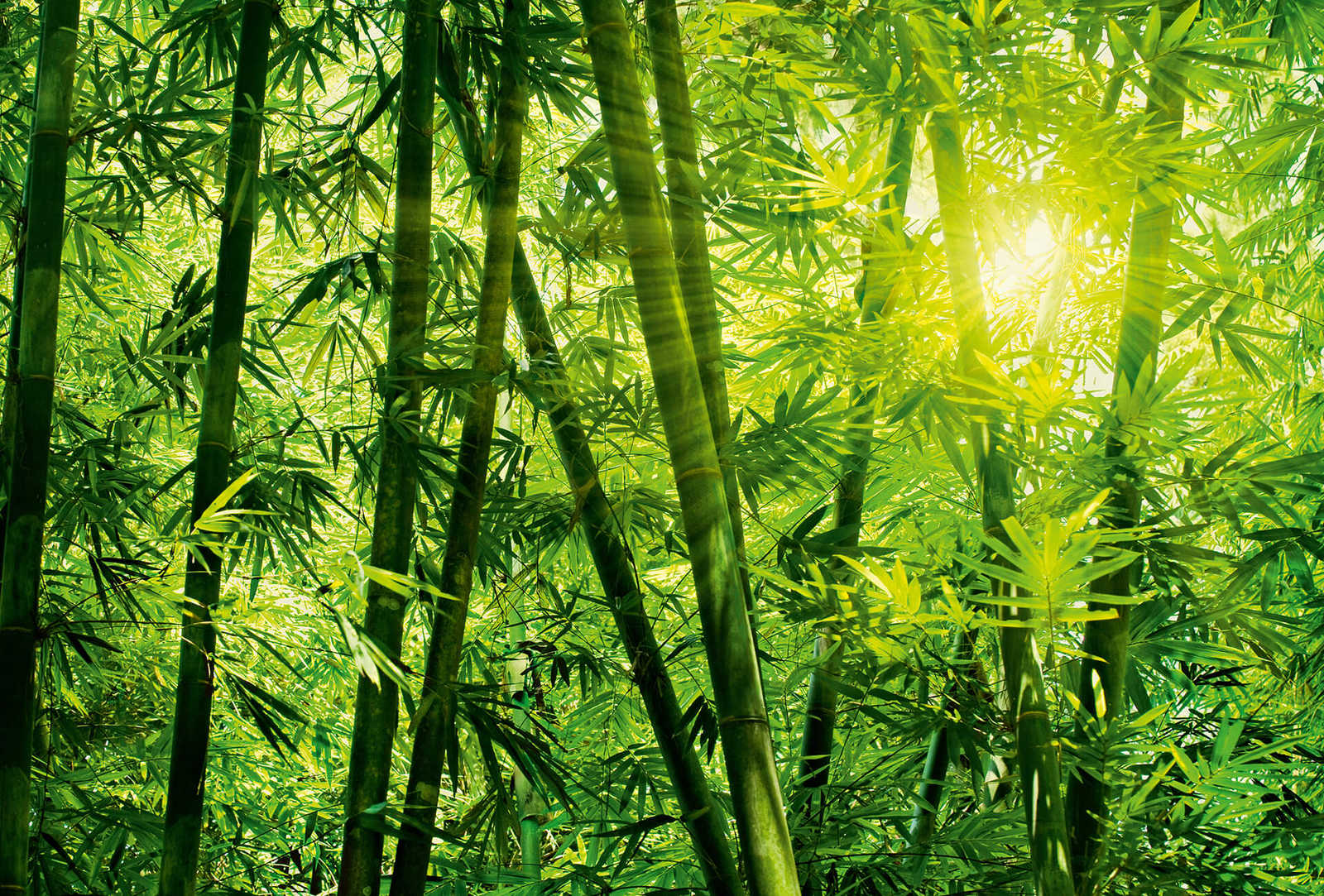 Fototapete Bambuswald im Sonnenlicht
