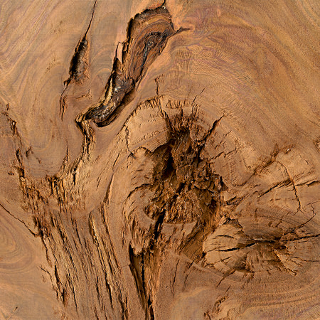 Detailaufnahme von einem Baumstamm – Eiche
