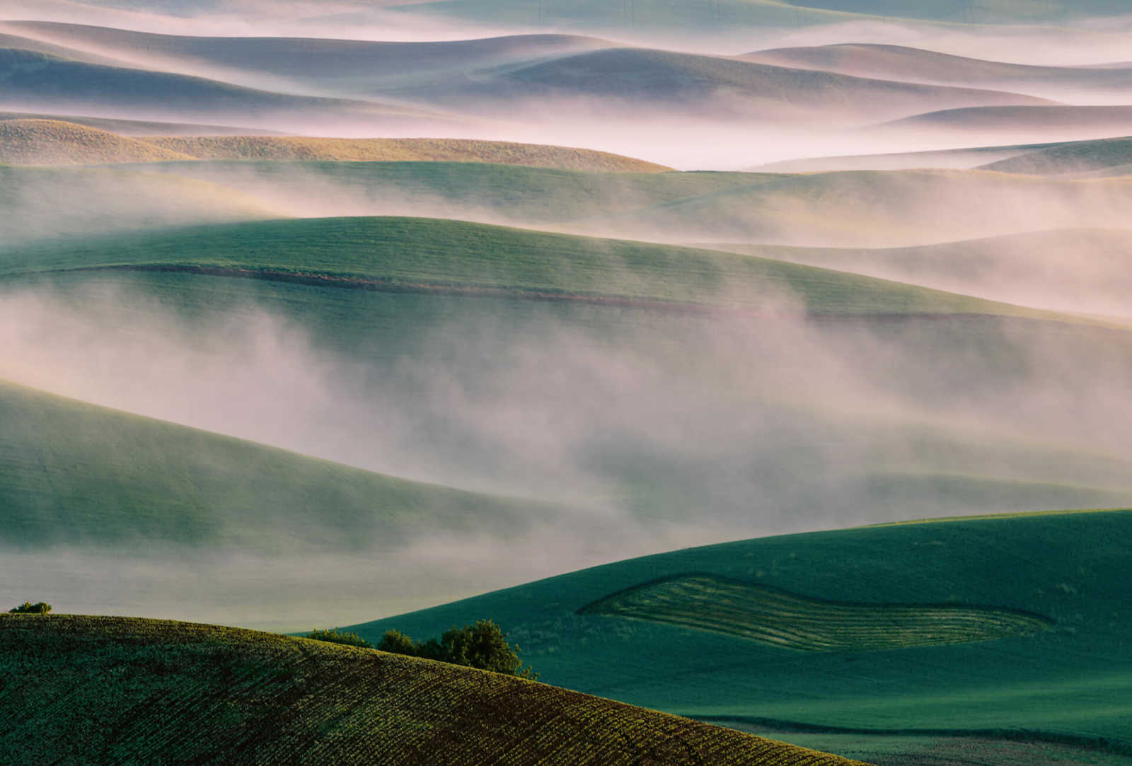 Fototapete Nebel Landschaft – Grün, Weiß, Braun
