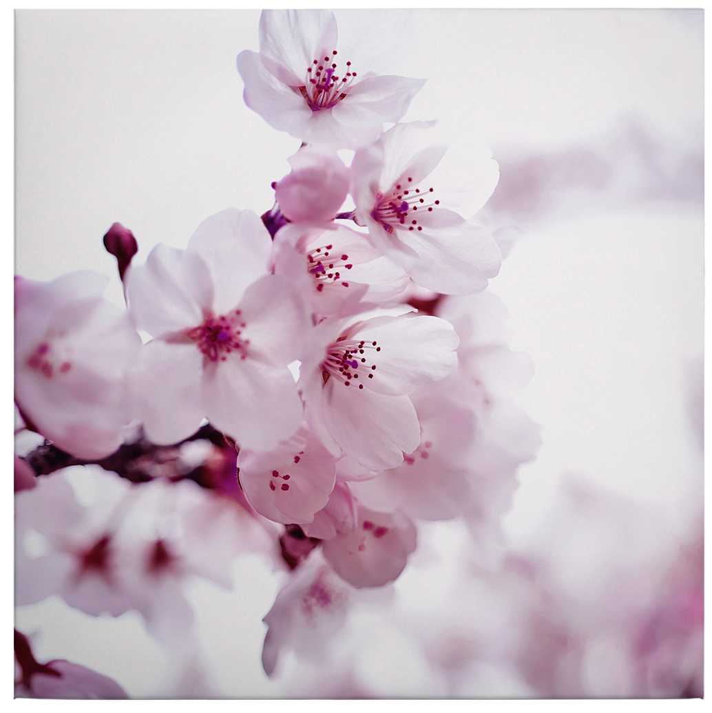             Quadratisches Leinwandbild Weiße Kirschblüte – 0,50 m x 0,50 m
        