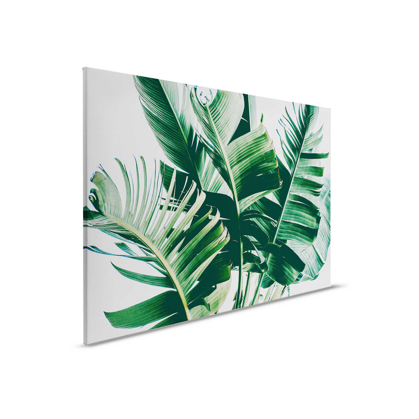 Leinwandbild mit Palmenblättern natürliches Motiv – 0,90 m x 0,60 m
