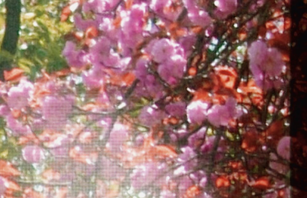             Orchard 1 - Fototapete, Fenster mit Garten Ausblick – Grün, Rosa | Struktur Vlies
        