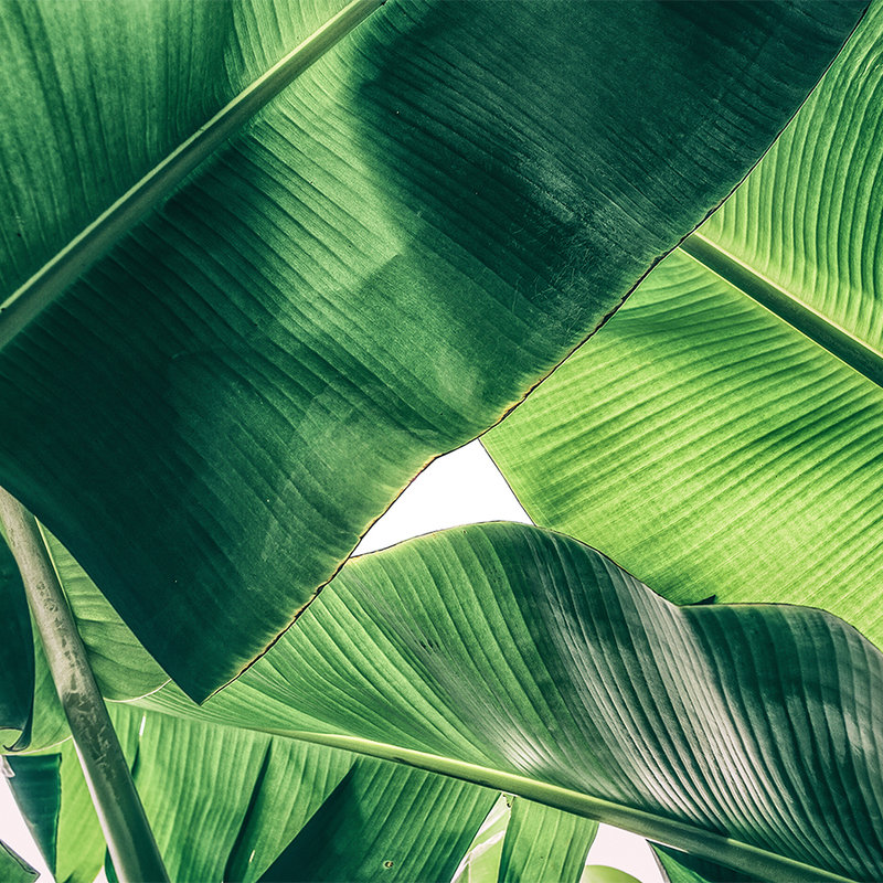 Tropische Blätter Detail-Bildmotiv – Grün
