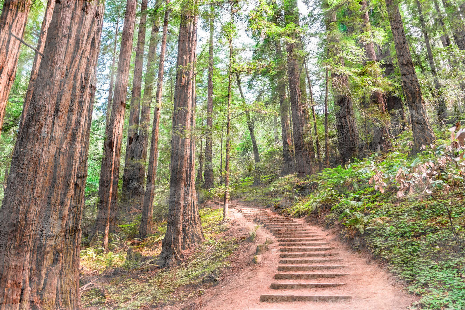             Leinwand mit Holztreppe durch den Wald | braun, grün, blau – 0,90 m x 0,60 m
        