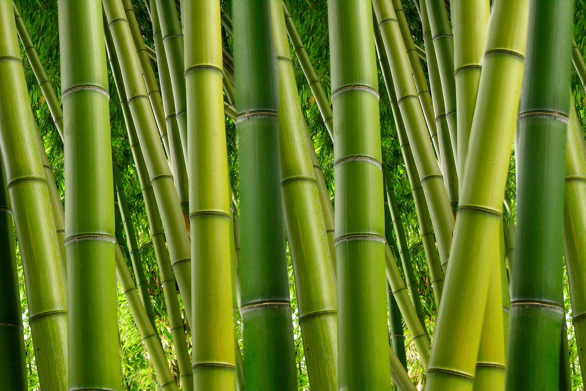             Natur Fototapete Bambuswald Motiv auf Premium Glattvlies
        