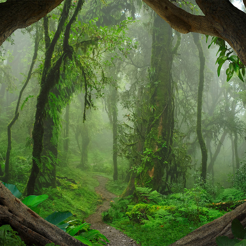         Magische Tropenwald Fototapete – Grün, Braun
    