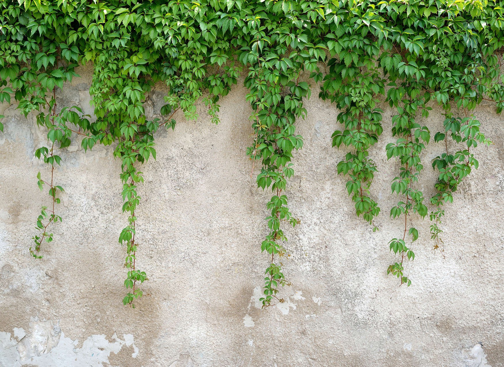             Betonmauer mit Blätterranken – Grün, Grau
        