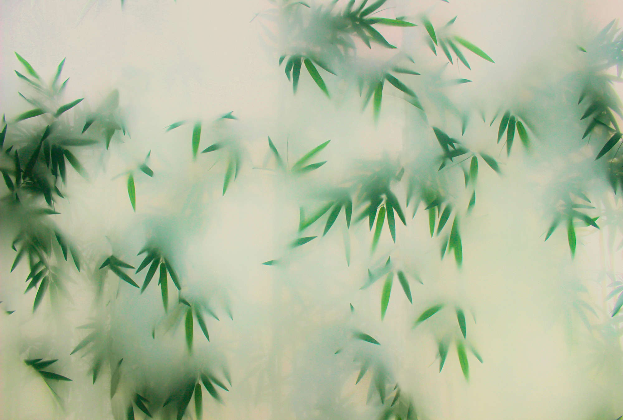             Panda Paradise 2 – Fototapete grüner Bambus im Nebel
        