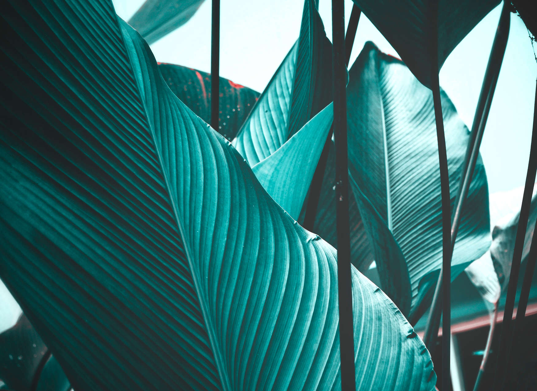             Fototapete Blätter tropisch Türkis – Blau, Schwarz
        