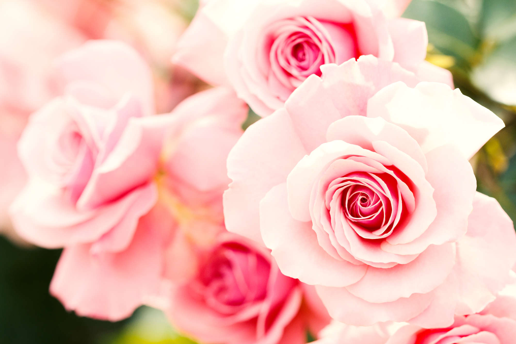             Pflanzen Fototapete rosa Rosen auf Strukturvlies
        