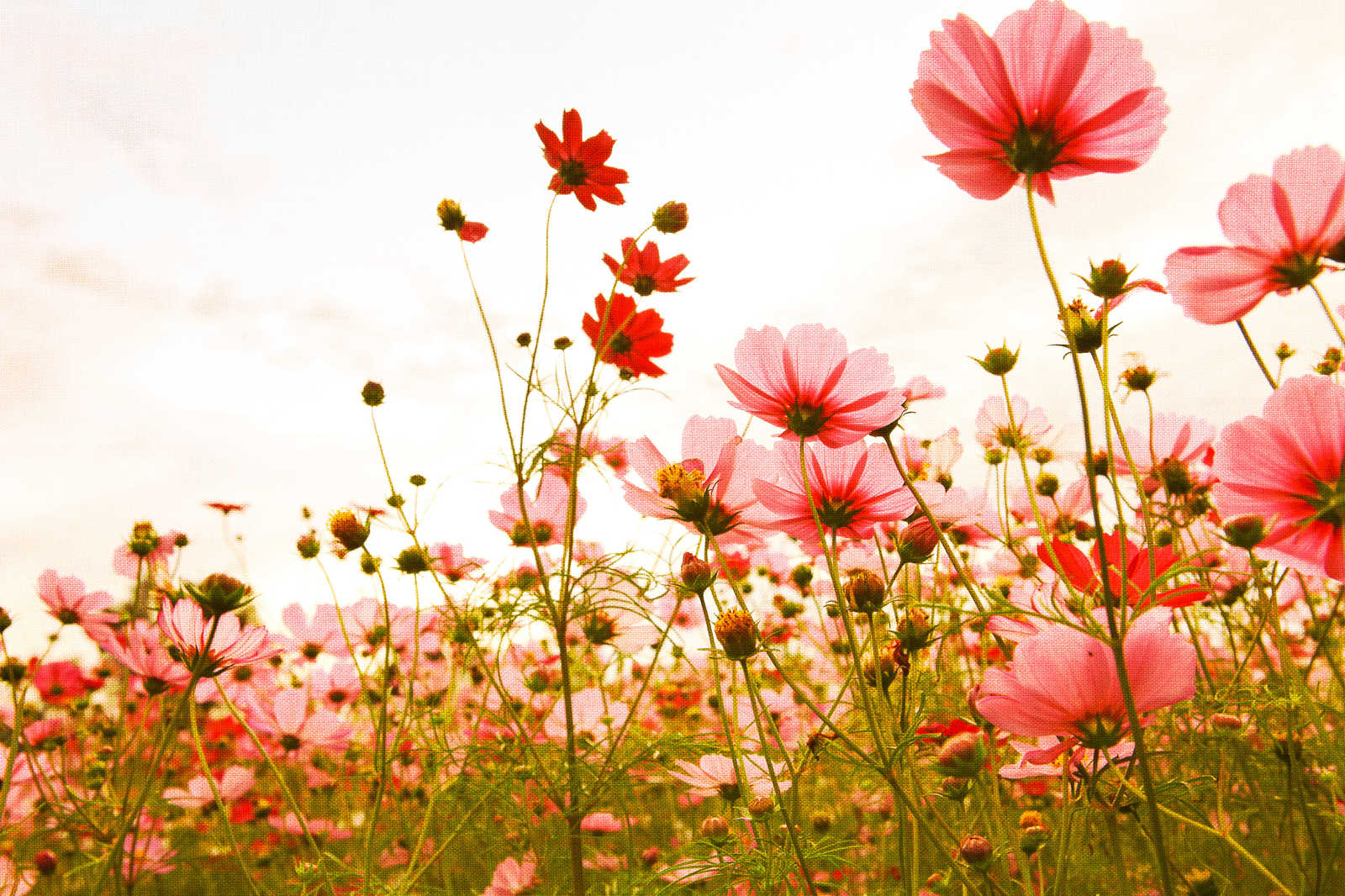             Leinwand mit Blumenwiese im Frühling | rosa, grün, weiß – 0,90 m x 0,60 m
        