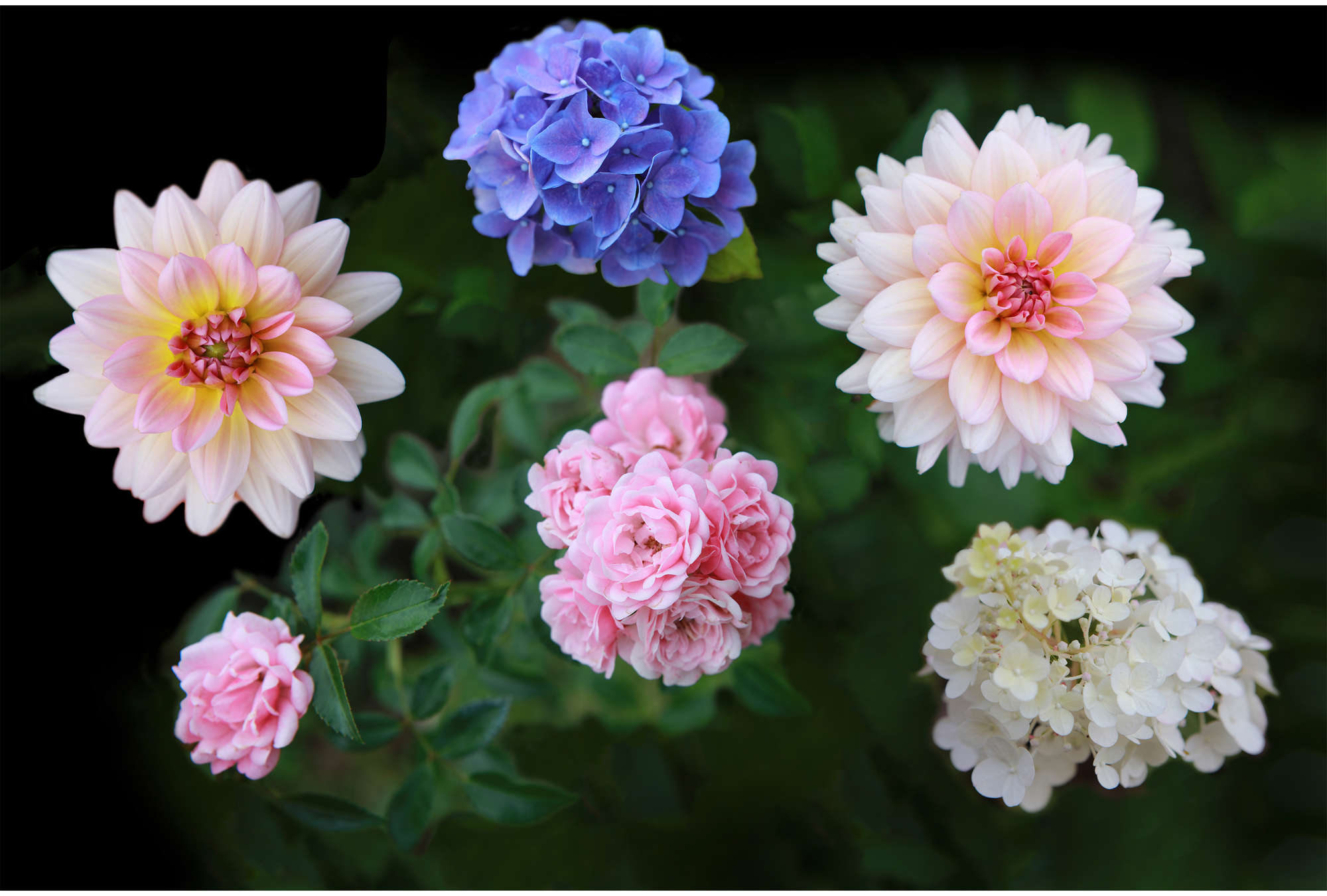             Blumen Fototapete mit detailreichen Blüten im XXL Format
        