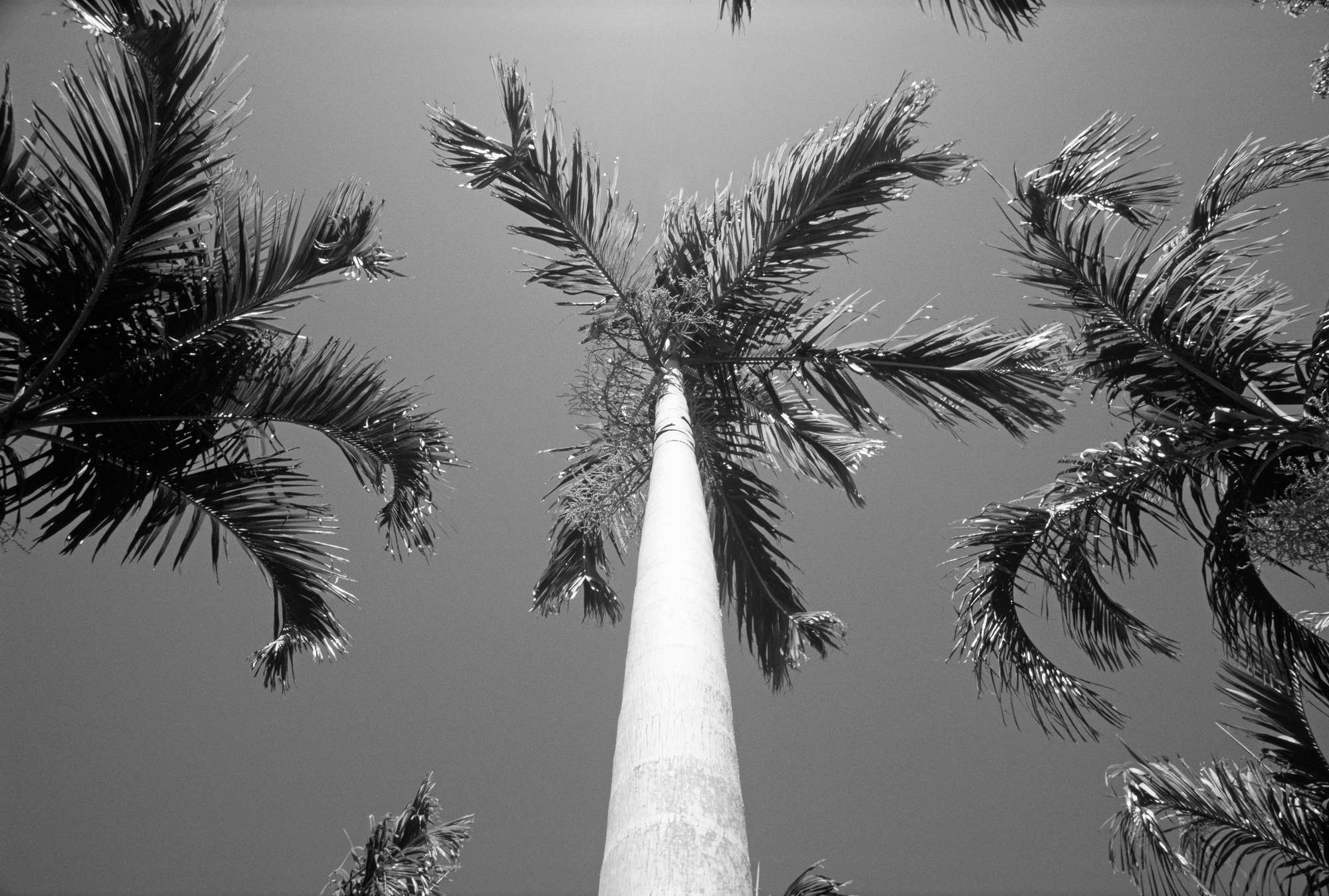             Palmen – Fototapete Schwarz-Weiß mit Palmen
        