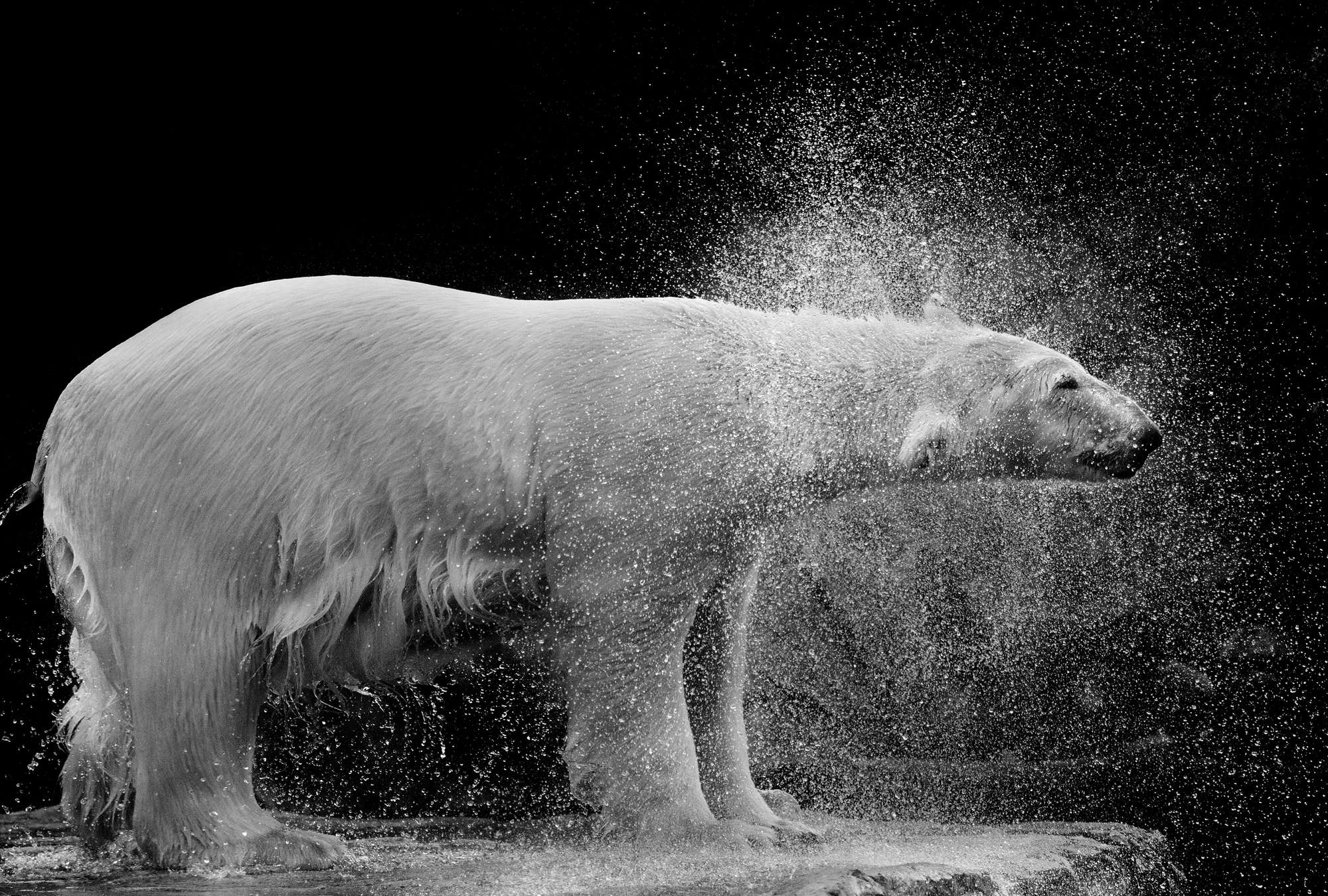             Fototapete nasser Eisbär vor schwarzem Hintergrund
        