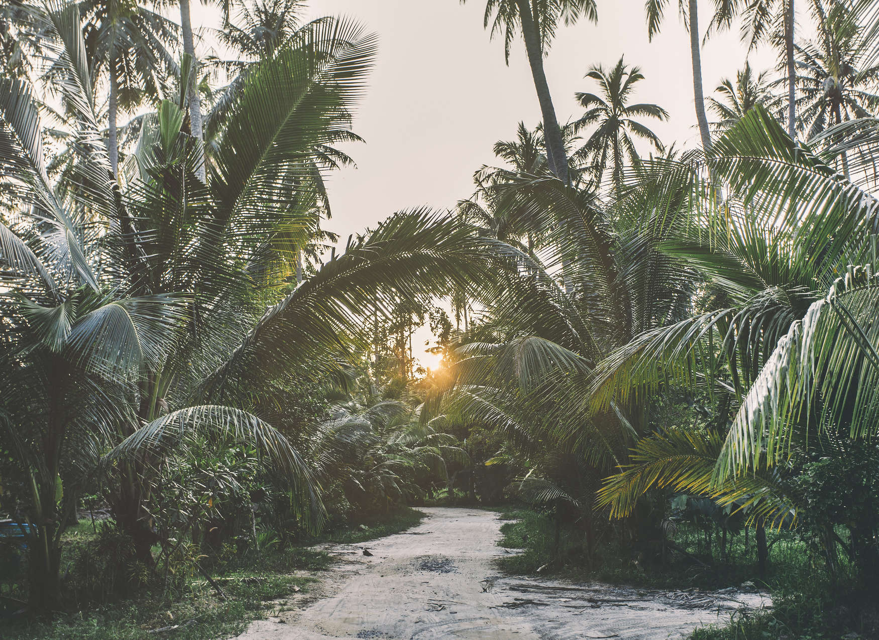             Fototapete mit Weg durch einen tropischen Dschungel – Grün, Beige, Gelb
        