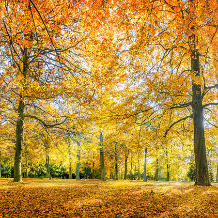 Fototapete Wald im Herbst mit gelben Laubbäumen

