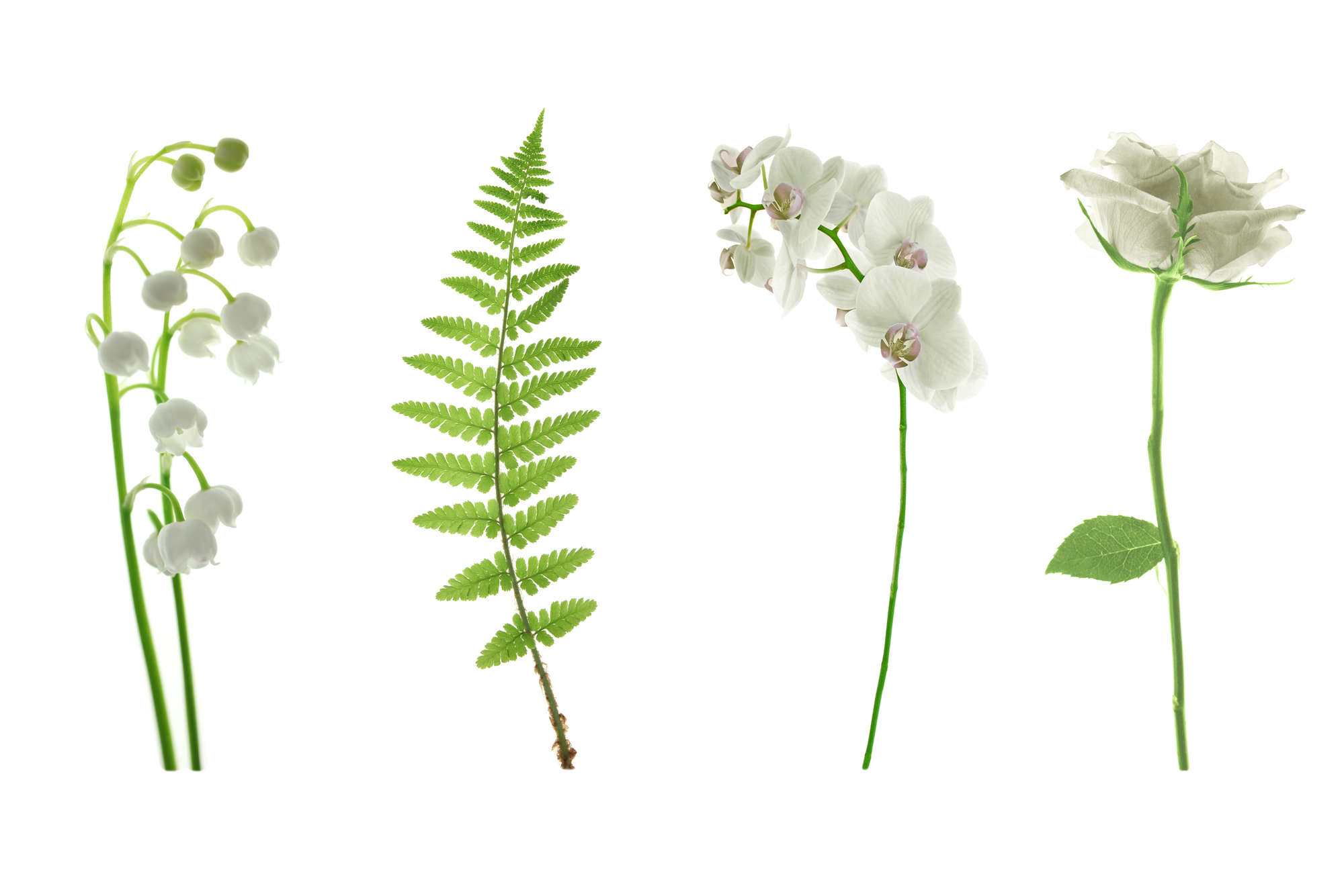             Fototapete Blumenvielfalt in Weiß – Mattes Glattvlies
        