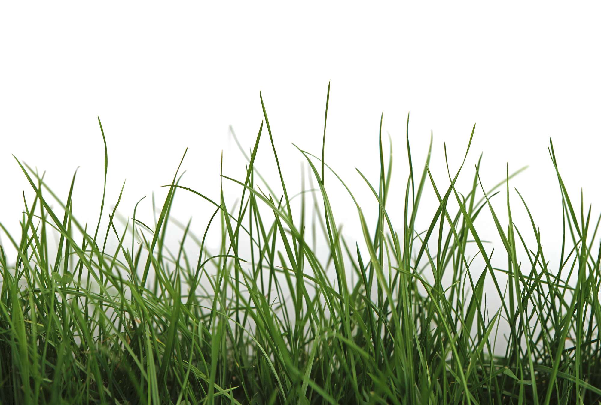             Fototapete mit Detailaufnahme von frischem Gras vor weißem Hintergrund
        