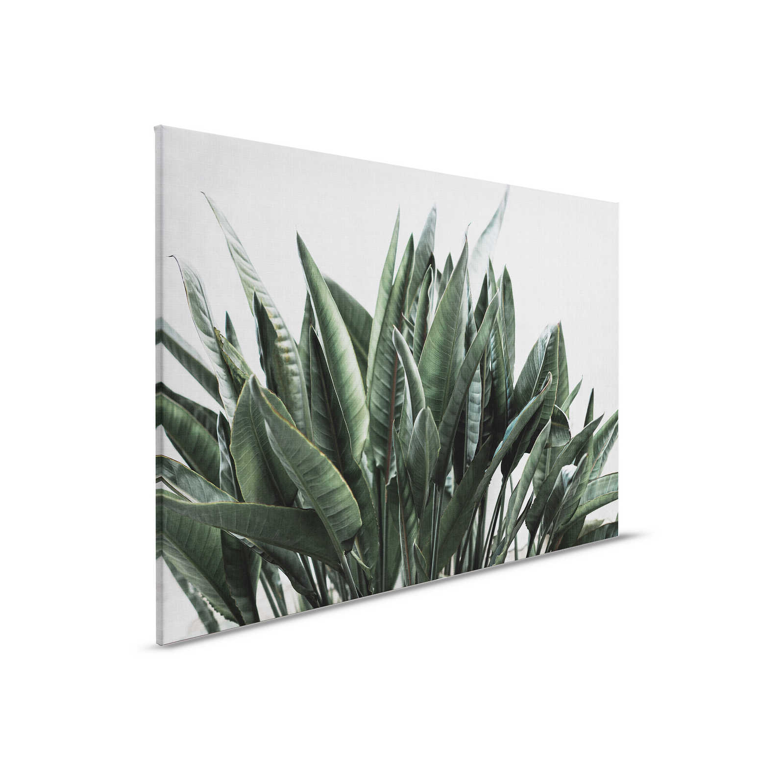 Urban jungle 2 - Palmenblätter Leinwandbild, naturleinen Struktur exotische Pflanzen – 0,90 m x 0,60 m
