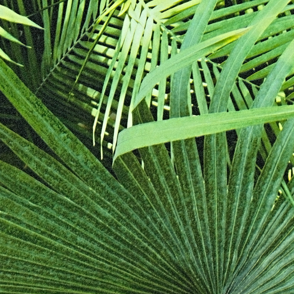            Blätter Muster im Dschungel-Look, Farn Optik – Farn Optik
        
