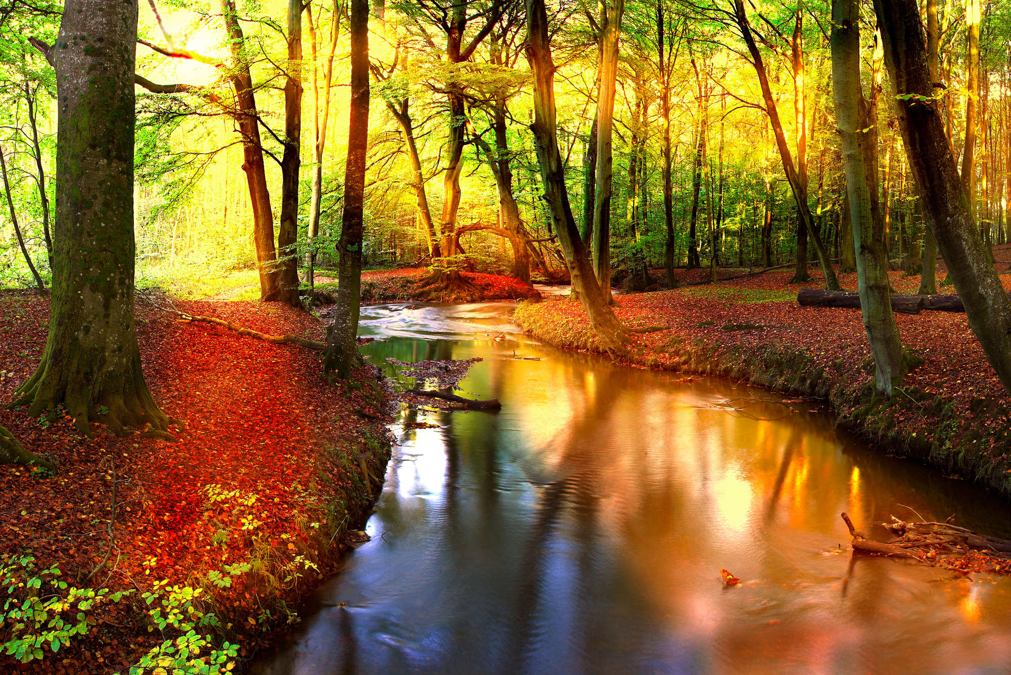             Natur Fototapete Fluss durch Laubwald – Premium Glattvlies
        