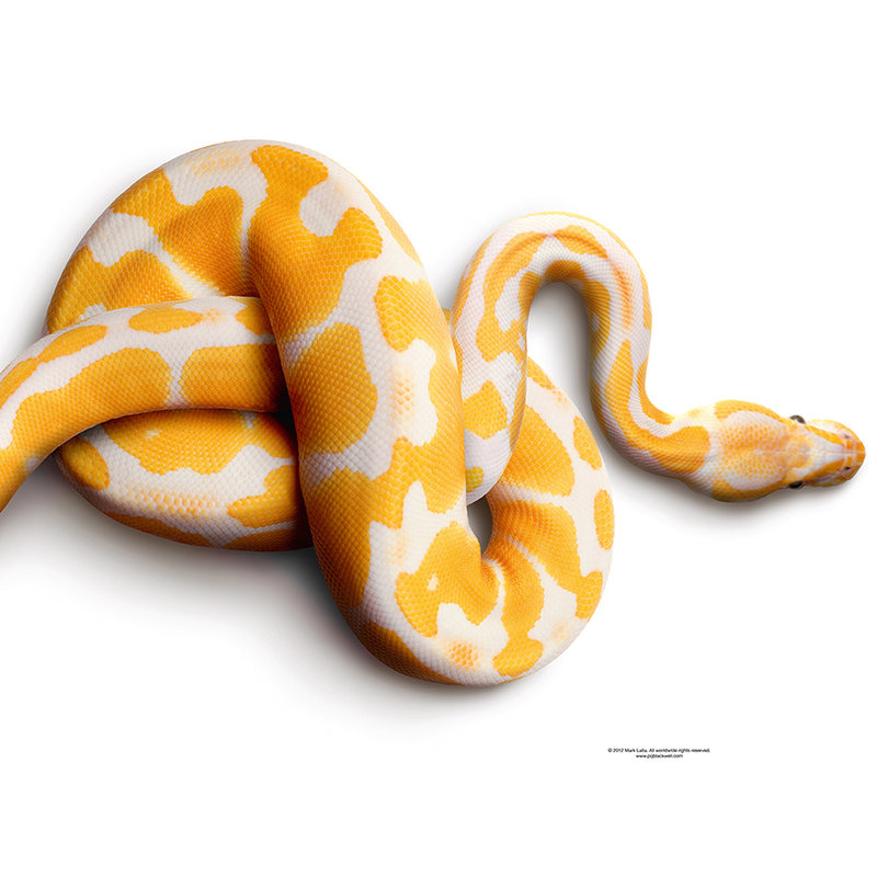         Albino-Python – Fototapete Schlange
    