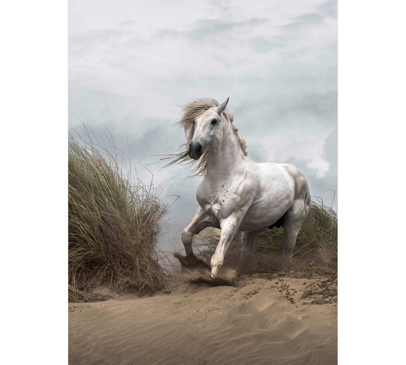         Fototapete Strand Dünen mit Pferd – Weiß, Creme, Grau
    