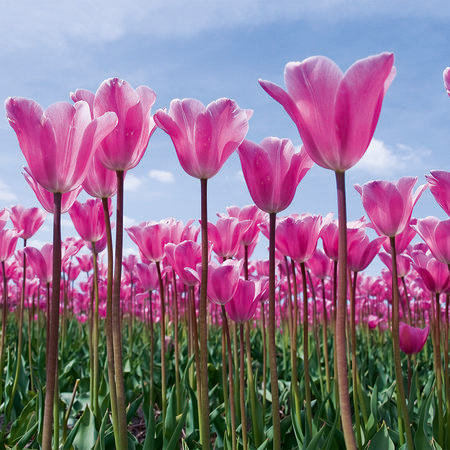 Tulpenfeld – Fototapete Blumen mit pinken Tulpen

