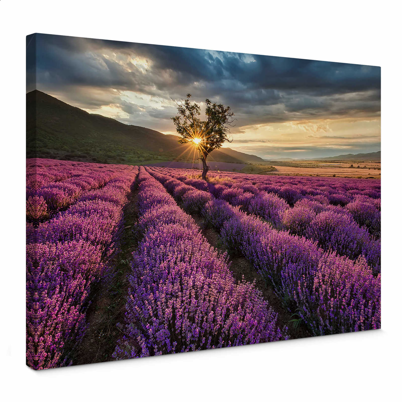         Frankreich Leinwandbild Lavendel in der Provence – 0,70 m x 0,50 m
    